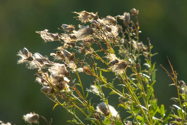 Zbliżenie Kwiatów Ostu Natura — Zdjęcie stockowe