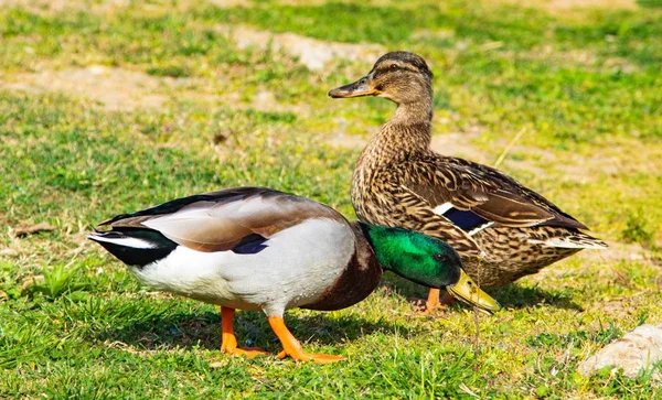 Wild Ducks Green Meadow — Stock Photo, Image