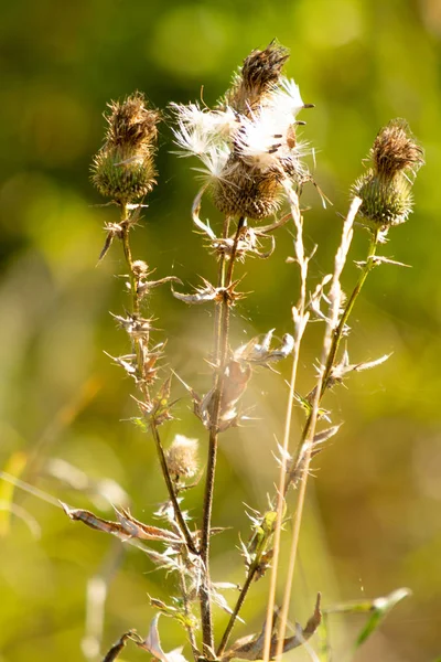 Thistle Withered Autumn Nature — Stock Photo, Image