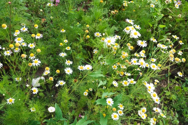Kwiaty Rumianku Natura Pole — Zdjęcie stockowe
