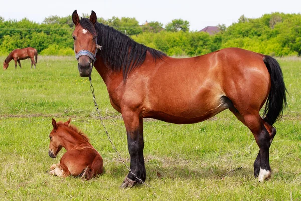 Mare Foal Green Meadow Close — Stock Photo, Image