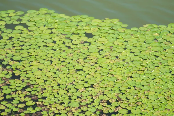 Het Oppervlak Van Vijver Drijven Lelie Van Lelie — Stockfoto