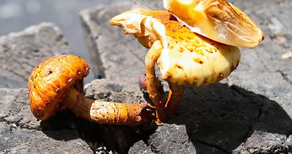 yellow mushrooms on a wooden stump closeup