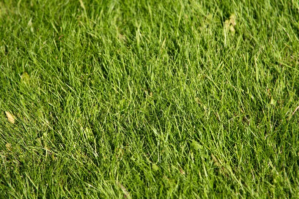 Grünes Gras Mit Verschwommenem Hintergrund — Stockfoto