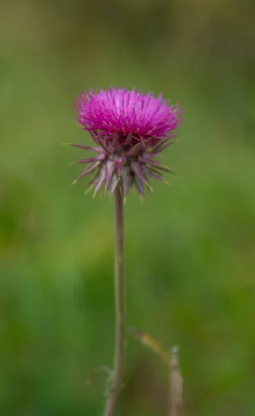 Fiore Cardo Primo Piano Natura — Foto Stock