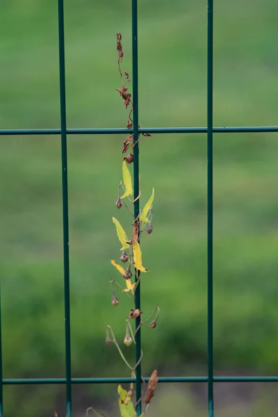金属格子フェンス 自然に成長して 緑色の雑草 — ストック写真