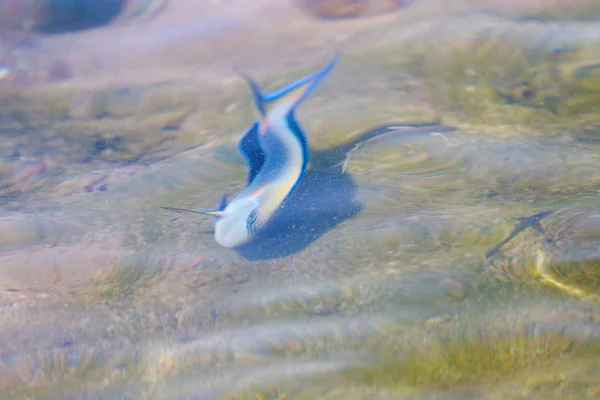 reef fish top view, defocused by water