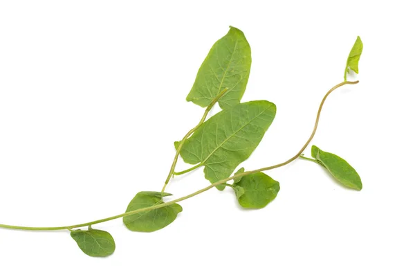 Hojas Verdes Una Enredadera Sobre Fondo Blanco — Foto de Stock