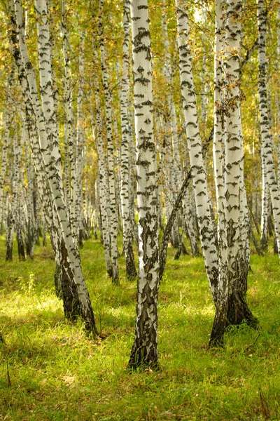 Floresta Bétula Amarela Final Outono Natureza Paisagem — Fotografia de Stock