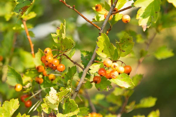 Bacche Olivello Spinoso Mature Albero — Foto Stock