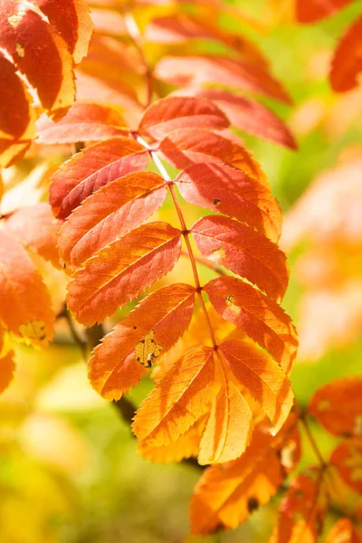 秋の森は 落葉樹 — ストック写真
