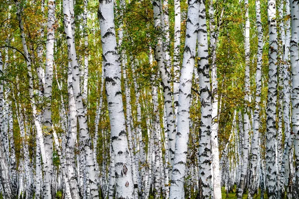 Bosque Abedul Amarillo Paisaje Natural Finales Otoño —  Fotos de Stock