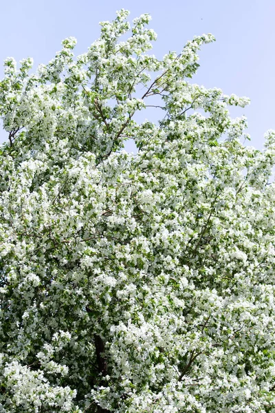 Fleurs Blanches Pomme Gros Plan Nature Paysage — Photo