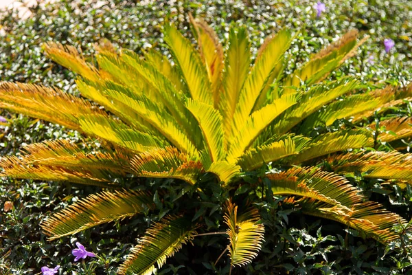Folhas Palma Verde Close — Fotografia de Stock