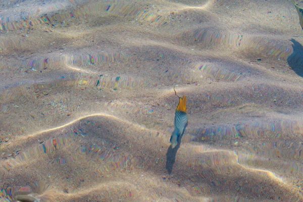 Ikan Karang Pemandangan Atas Defocused Oleh Air — Stok Foto