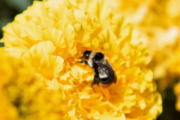 Abejorro Primer Plano Flor Amarilla — Foto de Stock