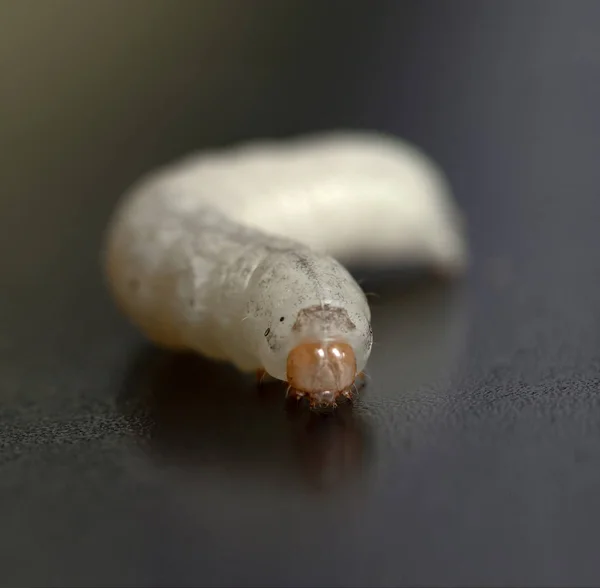 Silkworm Vit Larv Svart Bakgrund — Stockfoto