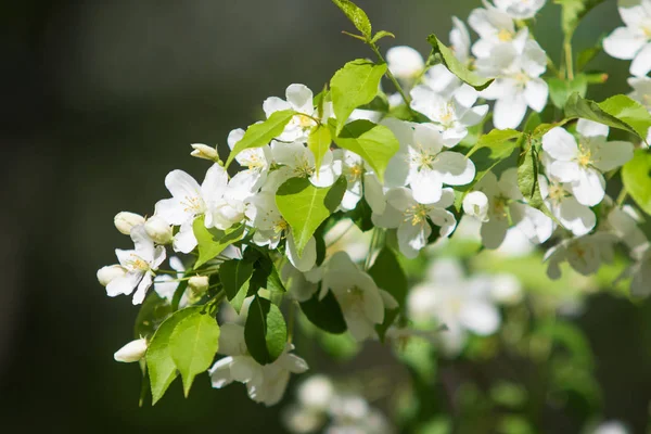 Manzano Flor Paisaje Naturaleza — Foto de Stock