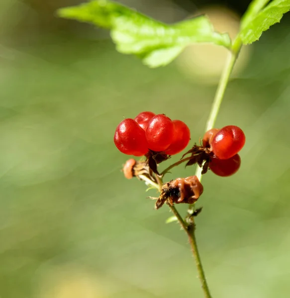 Steinbrommel Felsig Rote Beere — Stockfoto