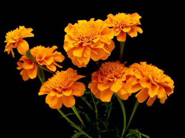 Tagetes Flowers Isolated Black Background — Stock Photo, Image