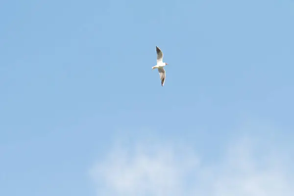 Pássaros Gaivotas Céu Azul Nuvens Brancas Dia — Fotografia de Stock