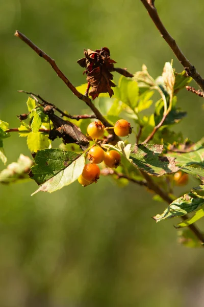 Ripe Sea Buckthorn Berries Tree — Stock Photo, Image