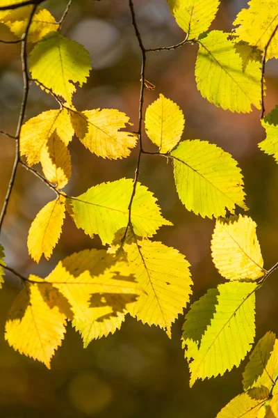 Autumn Yellow Green Leaves Close Landscape — Stock Photo, Image