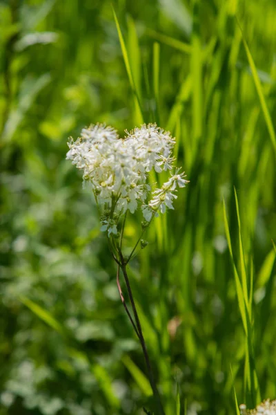 Anthriscus Sylvestris Yeşil Çimenlerin Üzerinde — Stok fotoğraf