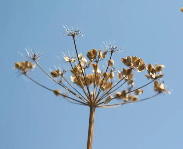 Verse Venkel Bloesems Tegen Blauwe Hemel Close Van Blooming Dille — Stockfoto