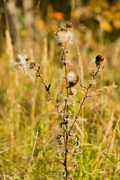 Thistle Vissnade Hösten Natur — Stockfoto