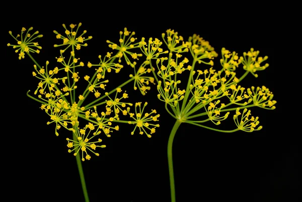 黑色背景上的新鲜的刺花 — 图库照片