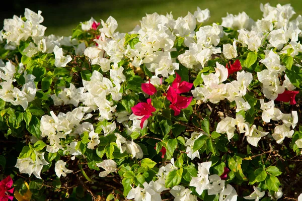 Bougainvillea Bloemen Levende Hek — Stockfoto