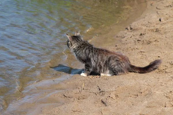 Gato Gris Salvaje Playa —  Fotos de Stock