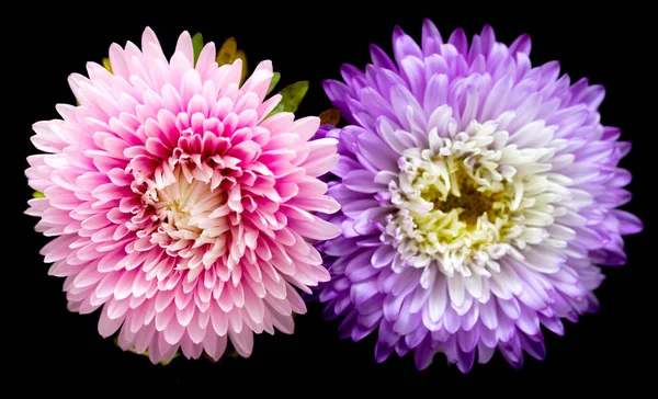 Aster Bloemen Geïsoleerd Een Zwarte Achtergrond — Stockfoto