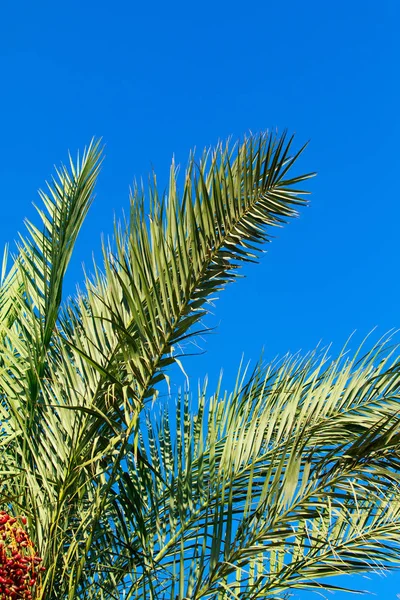 Palm Tree Leaves Sky Background — Stock Photo, Image