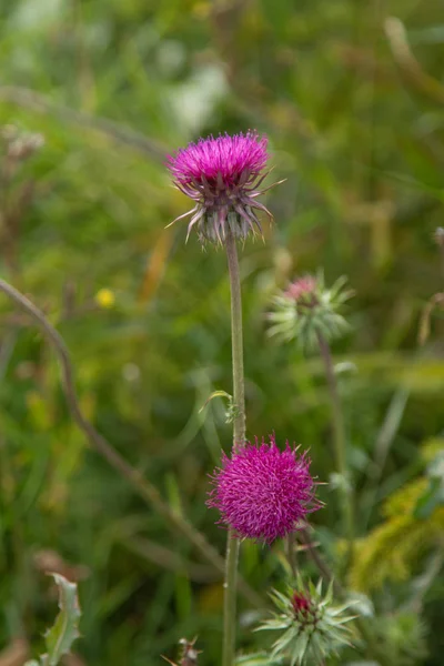 Flor Cardo Primer Plano Naturaleza — Foto de Stock