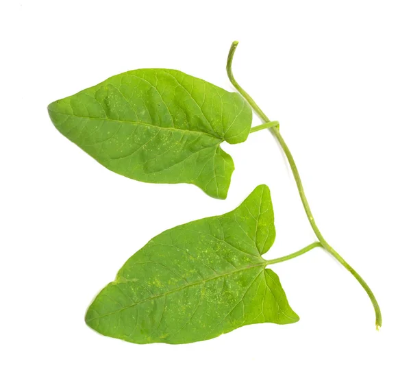 Groene Bladeren Van Een Klimplant Een Witte Achtergrond — Stockfoto
