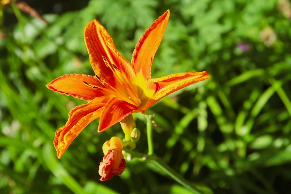 Fiore Giglio Arancione Natura — Foto Stock