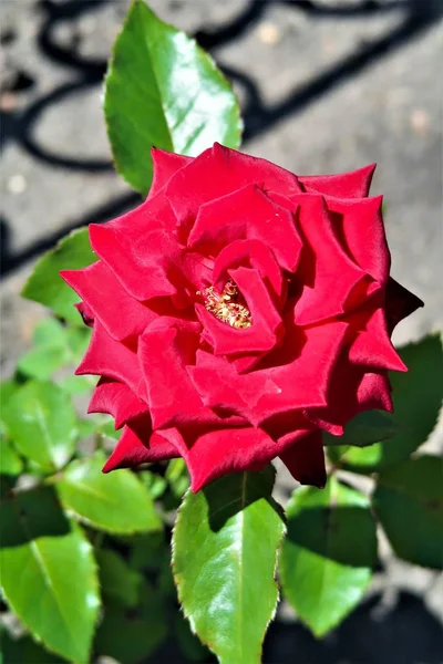 Flor Rosa Primer Plano Naturaleza — Foto de Stock