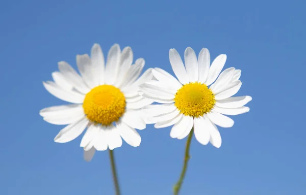 Kwiat Rumianku Biały Tle Błękitnego Nieba Selektywny Fokus Koncepcja Sieci — Zdjęcie stockowe
