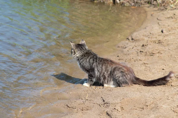 海滩上的野灰猫 — 图库照片