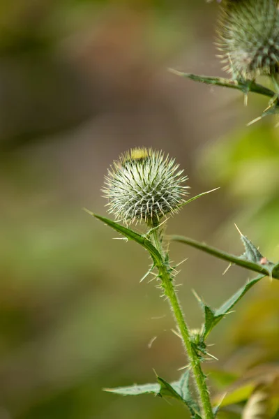 Cardo Flor Naturaleza Primer Plano —  Fotos de Stock