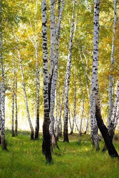 黄色の白樺の森 後半秋自然風景 — ストック写真