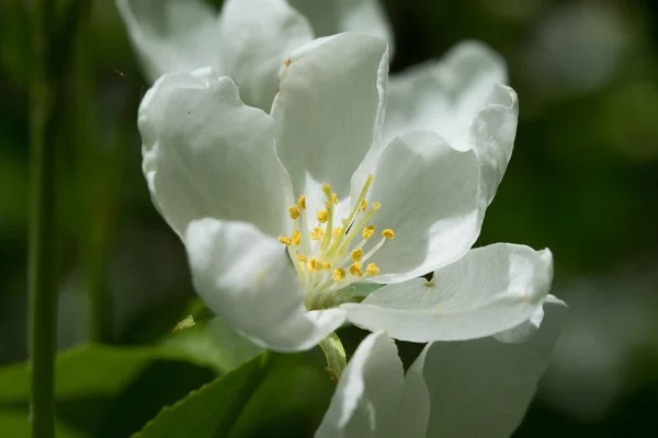 White Flowers Apple Close Nature Landscape — Stock Photo, Image