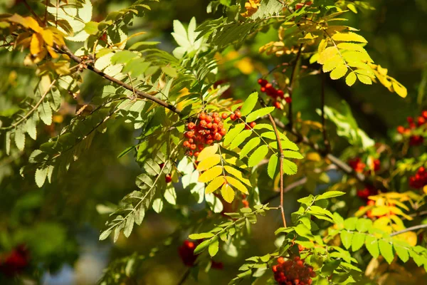 Bir Ağacın Rowanberry Kartopu Sonbaharın Kırmızı Meyveler — Stok fotoğraf