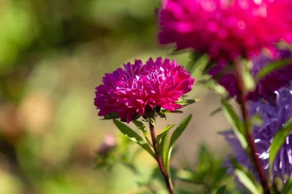 Bright Autumn Flowers Nature Landscape — Stock Photo, Image