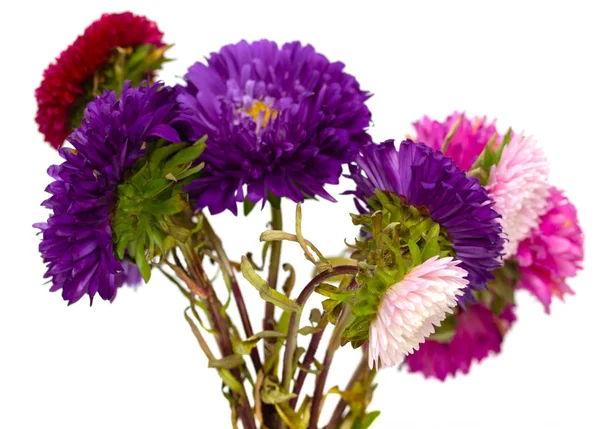 Aster Bloemen Geïsoleerd Witte Achtergrond — Stockfoto