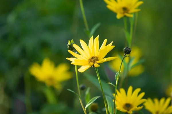 Gele Madeliefjebloemen Hemelachtergrond — Stockfoto