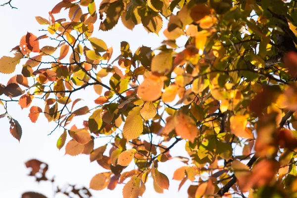 Gele Groene Herfstbladeren Close Landschap — Stockfoto