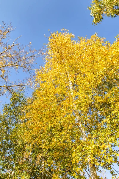 Bladeren Van Bomen Weergave Van Onderen Hemel Herfst Landschap — Stockfoto